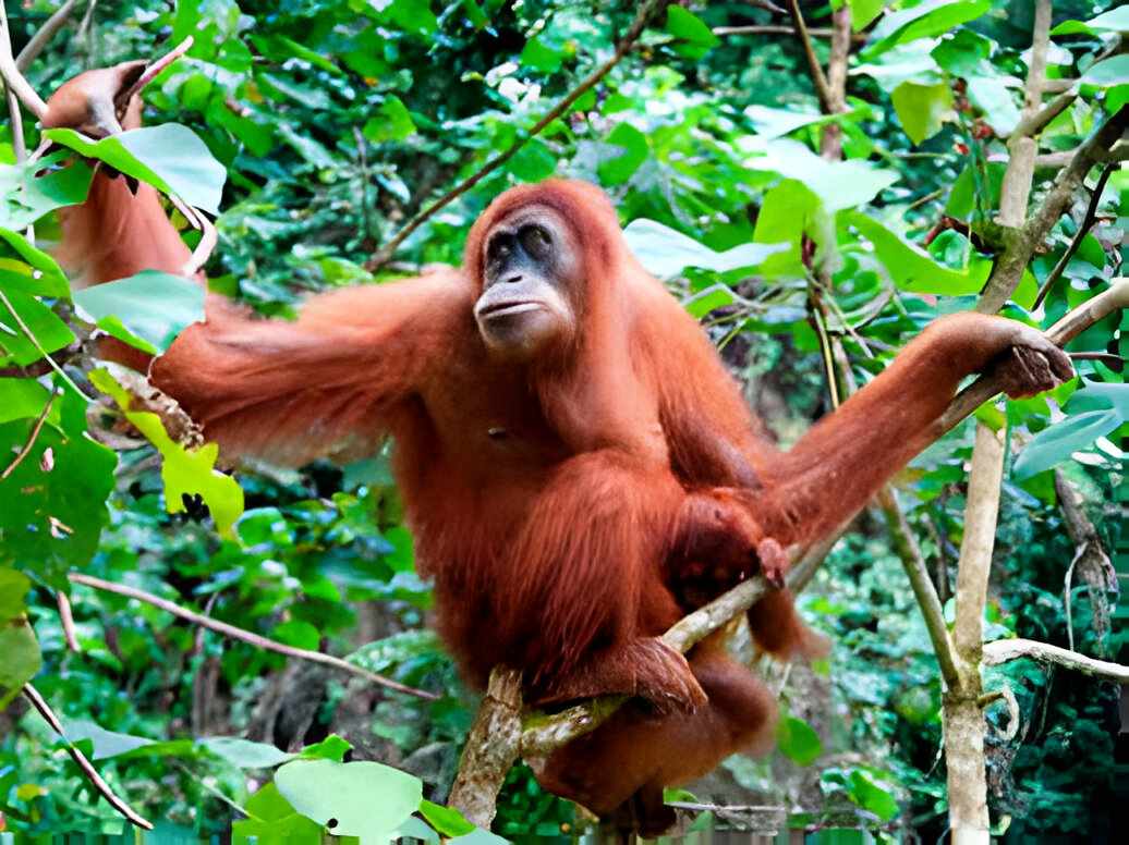 Sulawesi